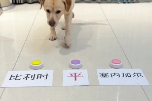 网上很准的狗子第六感预测世界杯